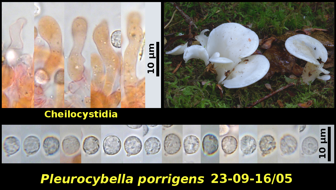 Picture of Pleurocybella porrigens